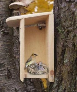 Birds Choice Hawk Eye HD Bird Cam Bluebird Houses