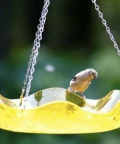 Birds Choice Hanging Acrylic BirdBath Hanging Bird Baths
