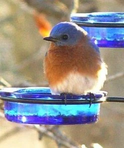 Erva Quick-Connect Glass Mealworm Feeder Bluebird Feeders