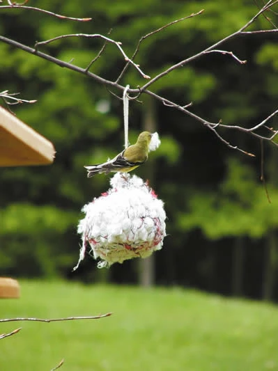 Birds Choice Nesting Materials & Roosts Cotton Nesting Ball