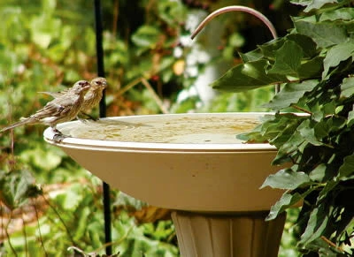 Birds Choice Bird Bath Dripper With Rock Base BirdBath Fountains, Misters & Wigglers
