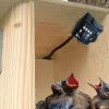 Birds Choice Hawk Eye HD Bird Cam Bluebird Houses