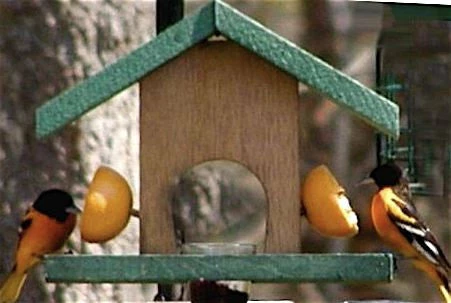 Songbird Essentials Oriole Feeder Cedar-Fruit & Jelly Fruit, Jelly & Mealworm Feeders