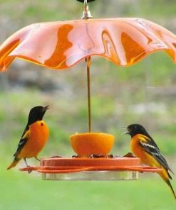 Birds Choice Oriolefest Oriole Bird Feeder