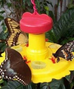 Songbird Essentials Butterfly Feeder With Nectar - Hang Or Pole Mount