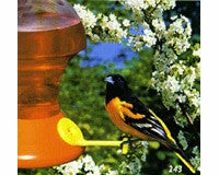 Songbird Essentials Oriole Feeder Combo Packge