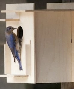 Box For Birds Birdhouse Kit- Modern Bluebird Houses