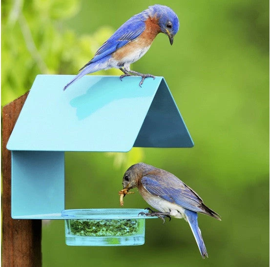 Couronne Fence-Post Bluebird Feeder- Blue Or Orange