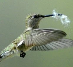 Songbird Essentials Hummer Helper Nest Material Refill Hummingbird Feeders