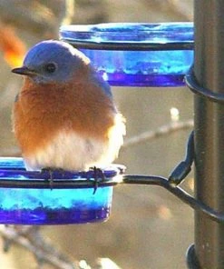 Erva Quick-Connect Glass Mealworm Feeder Bluebird Feeders