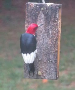 Birds Choice Suet Sandwich Bird Feeder Suet Feeders