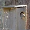 Coveside Conservation Squirrel House