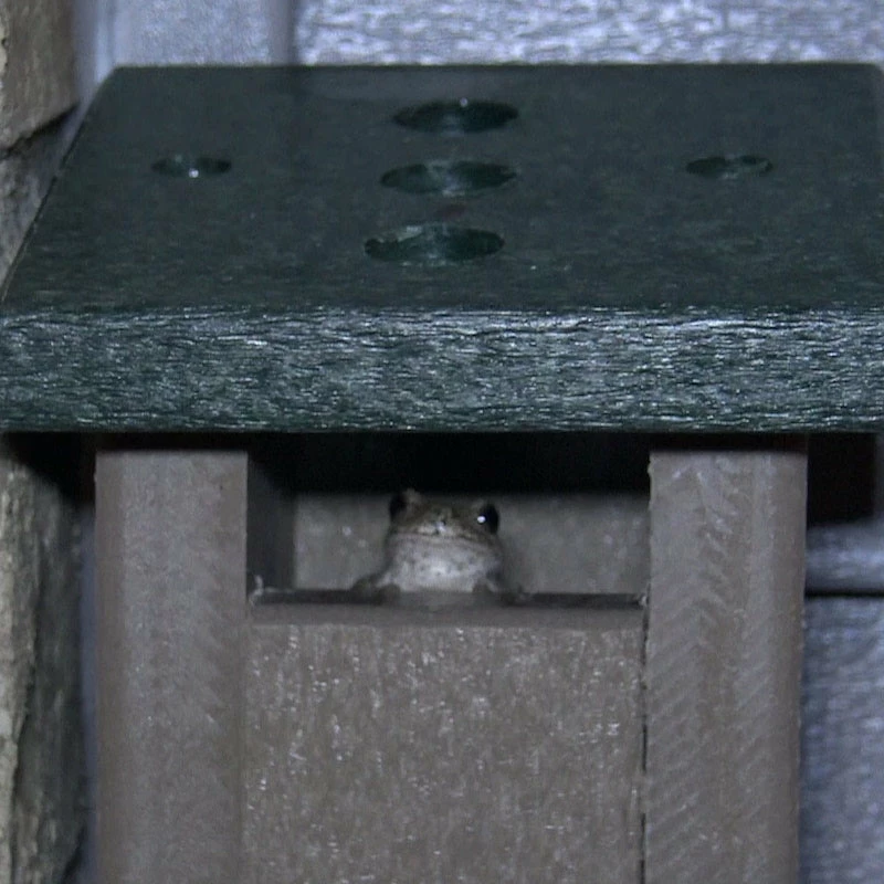 The Birdhouse Chick Tree Frog House